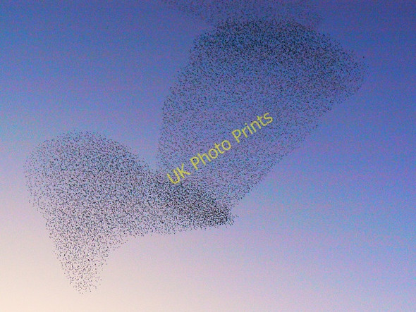 Photo 6"x4" Starlings over Barnfield, Swindon (3) Even Swindon c2010