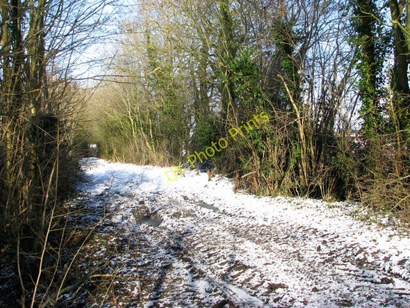 Photo 6"x4" A walk along Green Lane Kirstead Green c2010