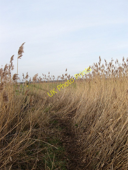 Photo 6"x4" Footpath to Snapson's Drove Hailsham c2010