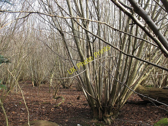 Photo 6"x4" Coppicing in Downs View Wood Langley Vale c2010