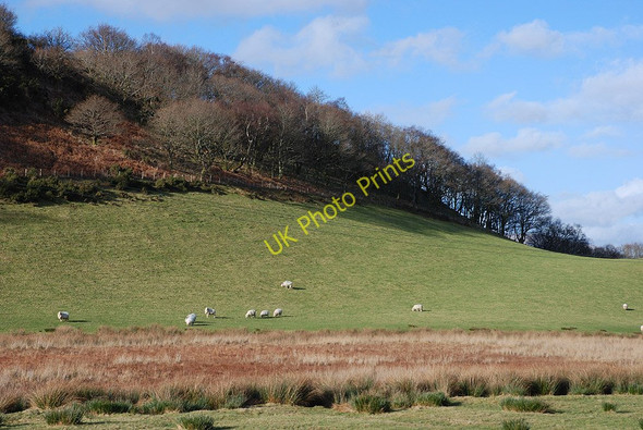 Photo 6"x4" Grazing near Cefngweiriog Coed y Garth c2010