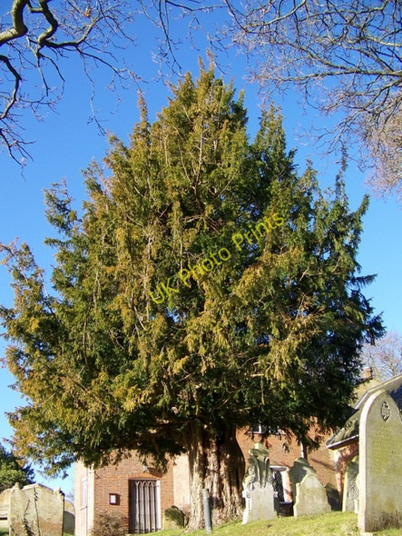Photo 6"x4" Yew tree, St Peter's Church Bramshaw c2010