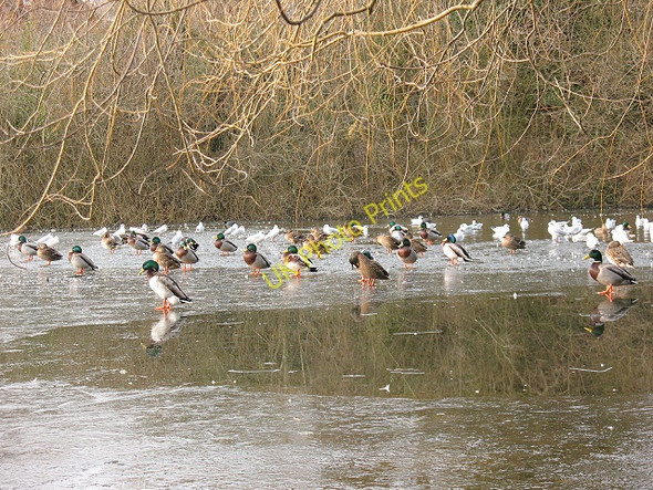 Photo 6"x4" Ducks on Mere Pond Tadworth c2010