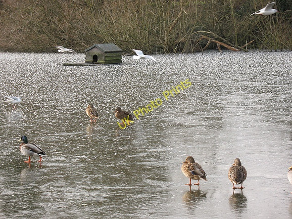 Photo 6"x4" Duck house on Mere Pond Tadworth c2010