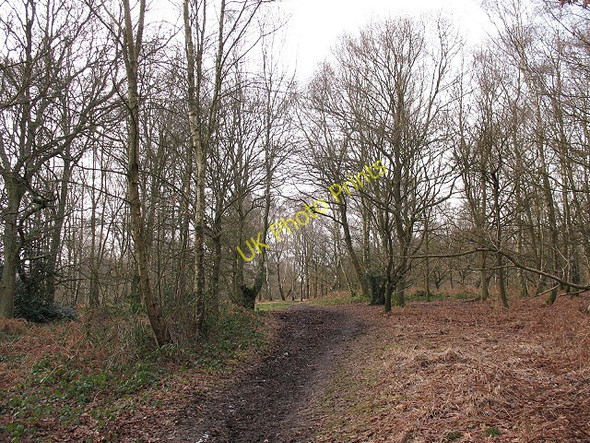 Photo 6"x4" Banstead Heath: bridleway through the woods Kingswood\/TQ2456 c2010
