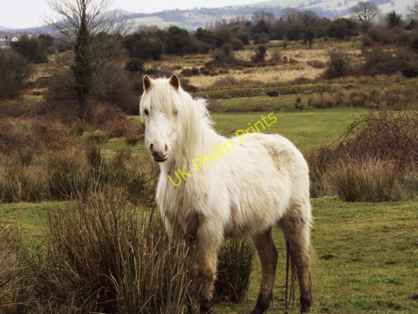 Photo 6"x4" Horses on the common Llantrisant\/ST0483 c2010