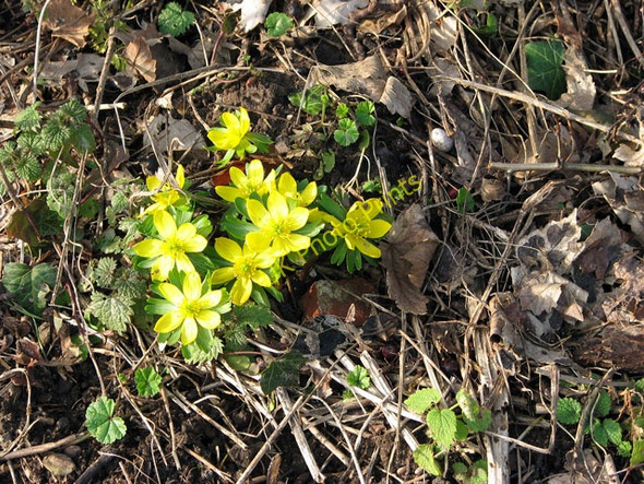 Photo 6"x4" Spring flowers by the roadside Bridgham c2010