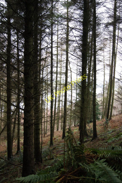 Photo 6"x4" Through the trees at Hawkridge Reservoir Lower Aisholt c2010