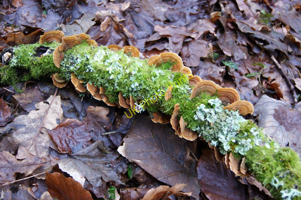 Photo 6"x4" Moss, lichen and fungi in woods above Hawkridge Reservoir Lower Aisholt c2010