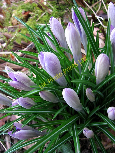 Photo 6"x4" Waiting for a sunny day North Walsham c2008