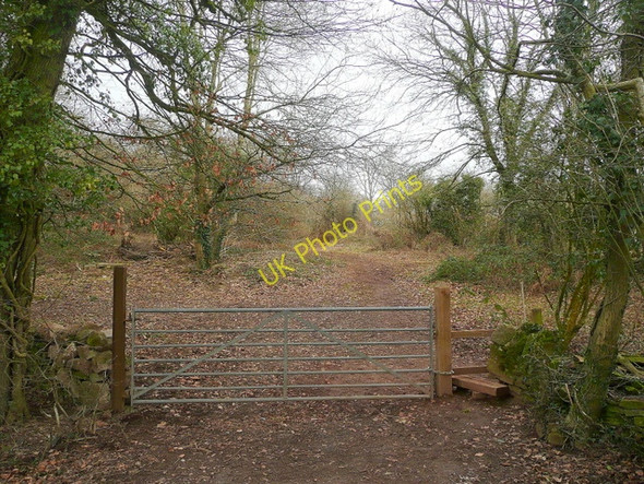 Photo 6"x4" Footpath and forest track Allaston c2010
