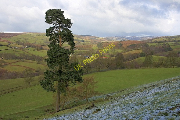 Photo 6"x4" Scots Pine, Lower Bilsdale Hawnby c2010 P1