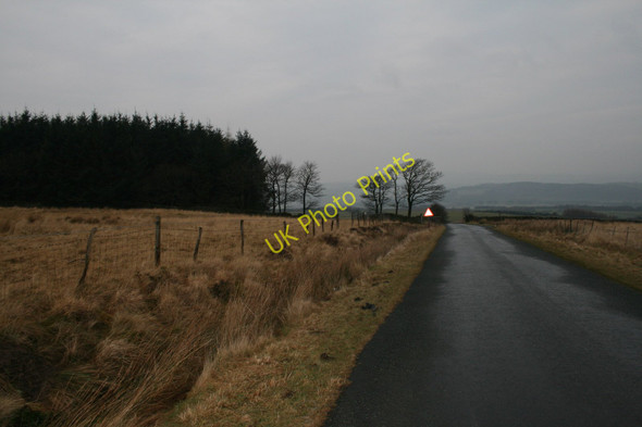 Photo 6"x4" Moor Lane and plantation Butt Yeats c2010