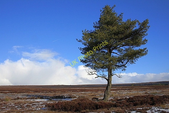 Photo 6"x4" Isolated Tree, Rievaulx Moor Carlton\/SE6086 c2010