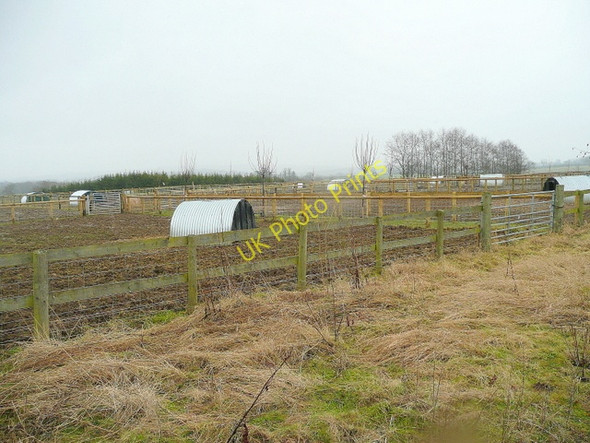 Photo 6"x4" Free range pig arks Burmington c2010