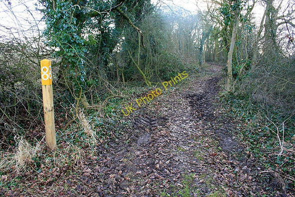 Photo 6"x4" Path to Bathley Caunton c2010
