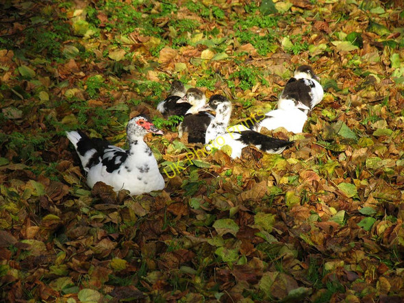 Photo 6"x4" St Mary, Sedgeford, Norfolk - Bird in churchyard Sedgeford c2007