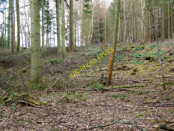 Photo 6"x4" White Mead Wood Newtown\/ST9129 c2010