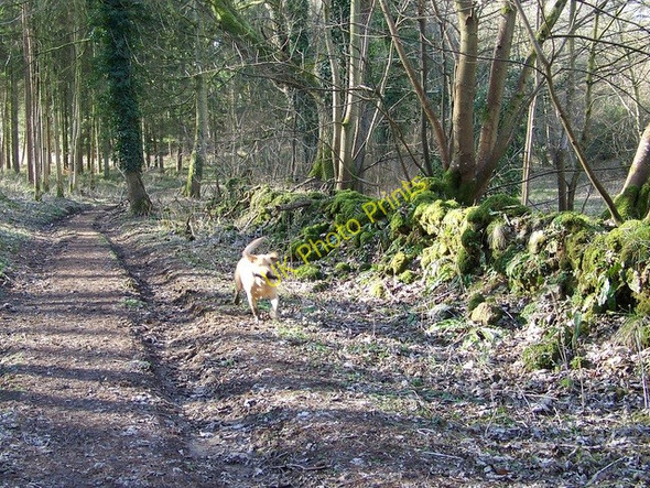Photo 6"x4" Woodland track, Rough Lawn Newtown\/ST9129 c2010