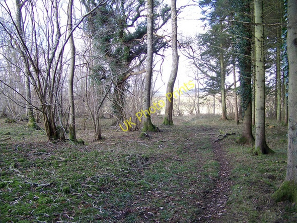 Photo 6"x4" Woodland path, Pits Wood Portash c2010