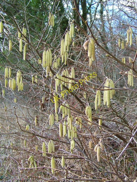 Photo 6"x4" Catkins, Pits Wood Portash c2010