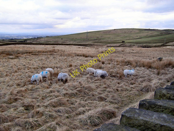 Photo 6"x4" Ashworth Moor Red Lumb c2010
