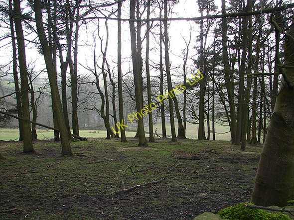 Photo 6"x4" Woodland near Horton Brackenbottom c2008