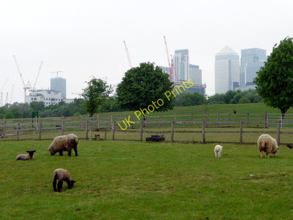 Photo 6"x4" Mudchute Farm, Isle of Dogs Greenwich\/TQ3977 c2009 P1