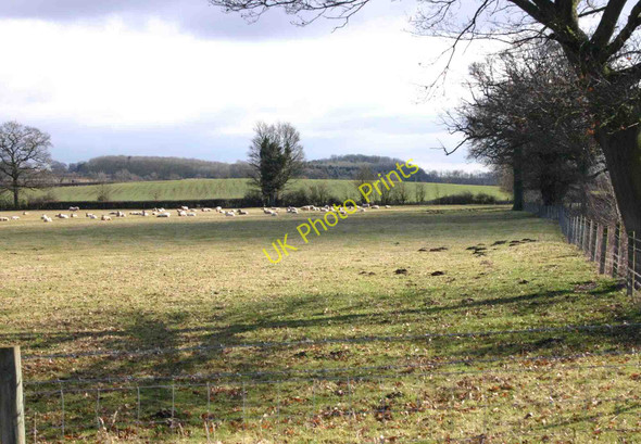 Photo 6"x4" Field of sheep near Rushy Close Spinney Newbold Pacey c2010