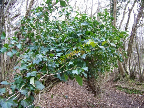 Photo 6"x4" Ivy, Vernditch Martin Drove End c2010