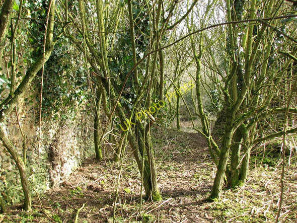 Photo 6"x4" The ruined church of St Nicholas - trees growing in the chancel Gasthorpe c2010