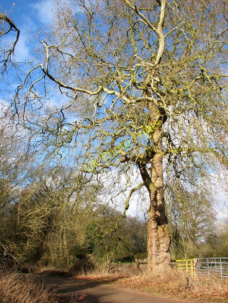 Photo 6"x4" Plane tree beside Bridgham Lane Bridgham c2010