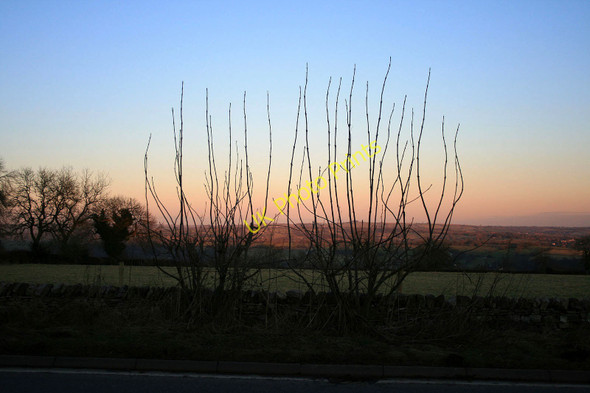 Photo 6"x4" Roadside bushes Swinscoe c2010