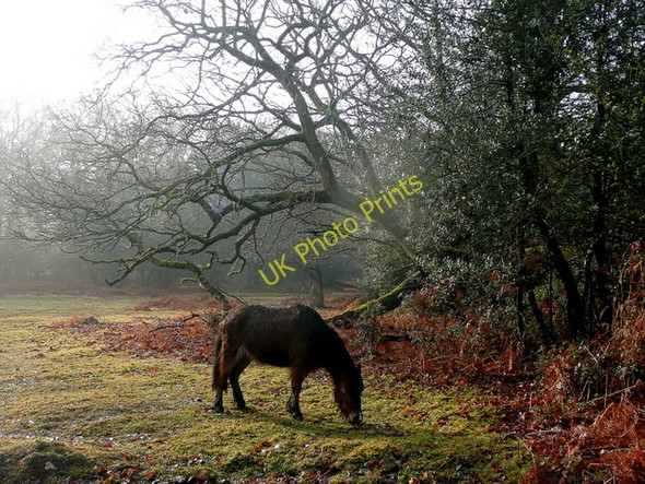 Photo 6"x4" Grazing pony, New Forest Bramshaw c2010
