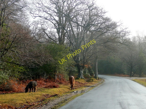 Photo 6"x4" Bramshaw Road Bramshaw c2010