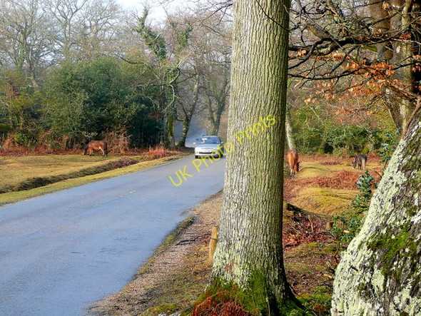 Photo 6"x4" New Forest scene Bramshaw c2010