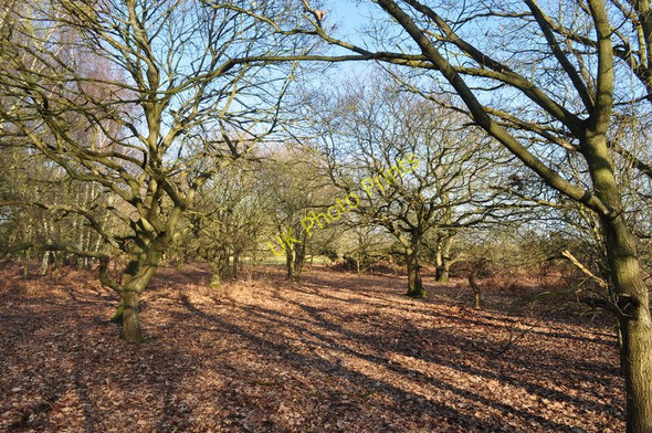 Photo 6"x4" Western Woods Broome\/TM3491 c2010