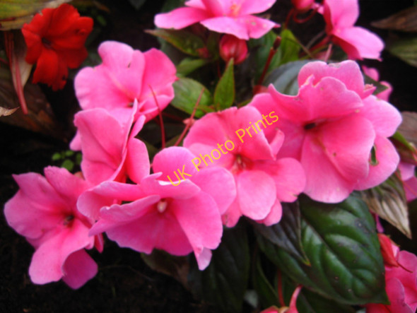 Photo 6"x4" Pink in Bute Park Cardiff\/Caerdydd c2009