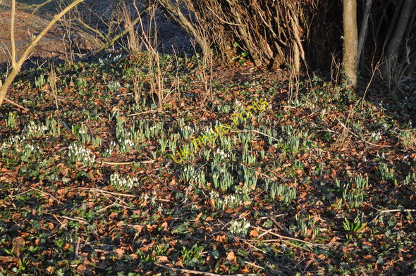 Photo 6"x4" Snowdrops in full flower Mundham c2010