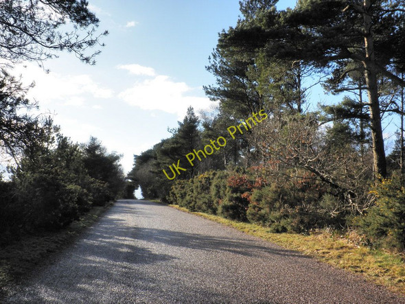 Photo 6"x4" Minor road, through Tower Plantation Luton\/SX9076 c2010