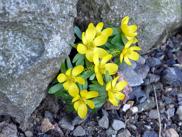 Photo 6"x4" Winter Aconite in Port Ling garden Barend\/NX8855 c2010