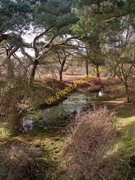 Photo 6"x4" Pond within trees on Stoney Cross Plain, New Forest Stoney Cross c2008