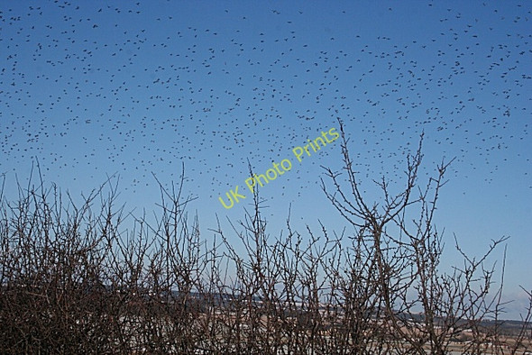 Photo 6"x4" Flocking Pigeons Quarrywood c2010