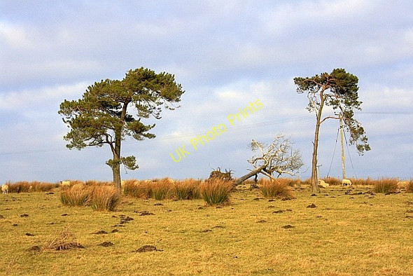 Photo 6"x4" Rough Pasture and Scots Pine Mungrisdale c2010
