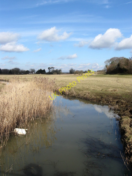 Photo 6"x4" Dead Swan, Drockmill Hill Gut Hankham c2010