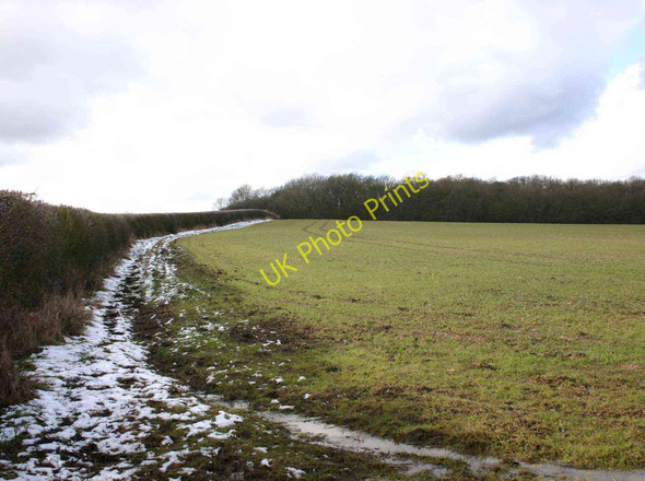 Photo 6"x4" Fir Grove from the footpath to Beecham Farm Ailstone c2010