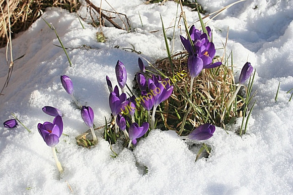 Photo 6"x4" Harbingers of Spring Covesea c2010