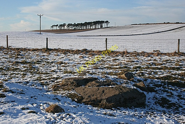 Photo 6"x4" Easter Backlands of Roseisle Backlands c2010