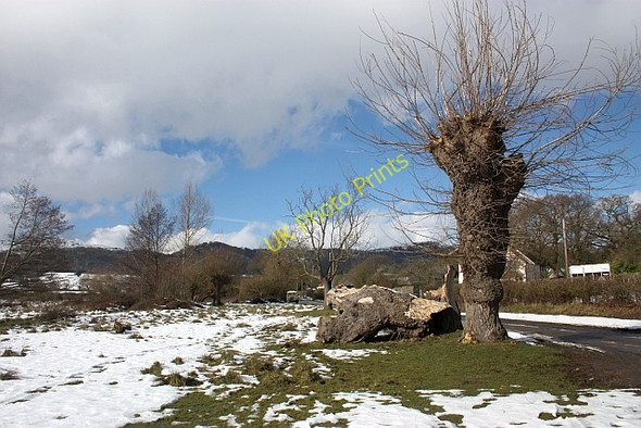 Photo 6"x4" Fallen Black Poplar Marl Bank c2010