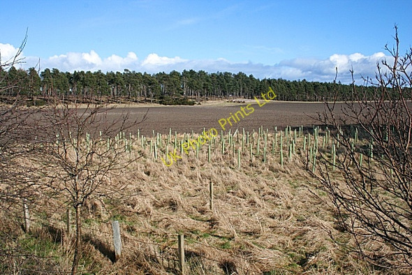 Photo 6"x4" Young Plantation Lossiemouth c2008